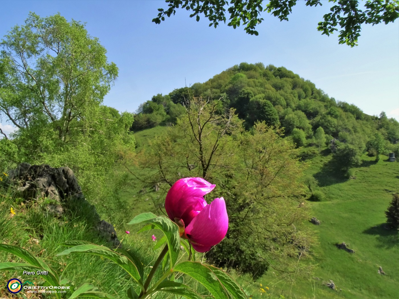 35  Peonia officinalis (Peonia selvatica) in piena fioritura con vista sul Monte Zucco.JPG